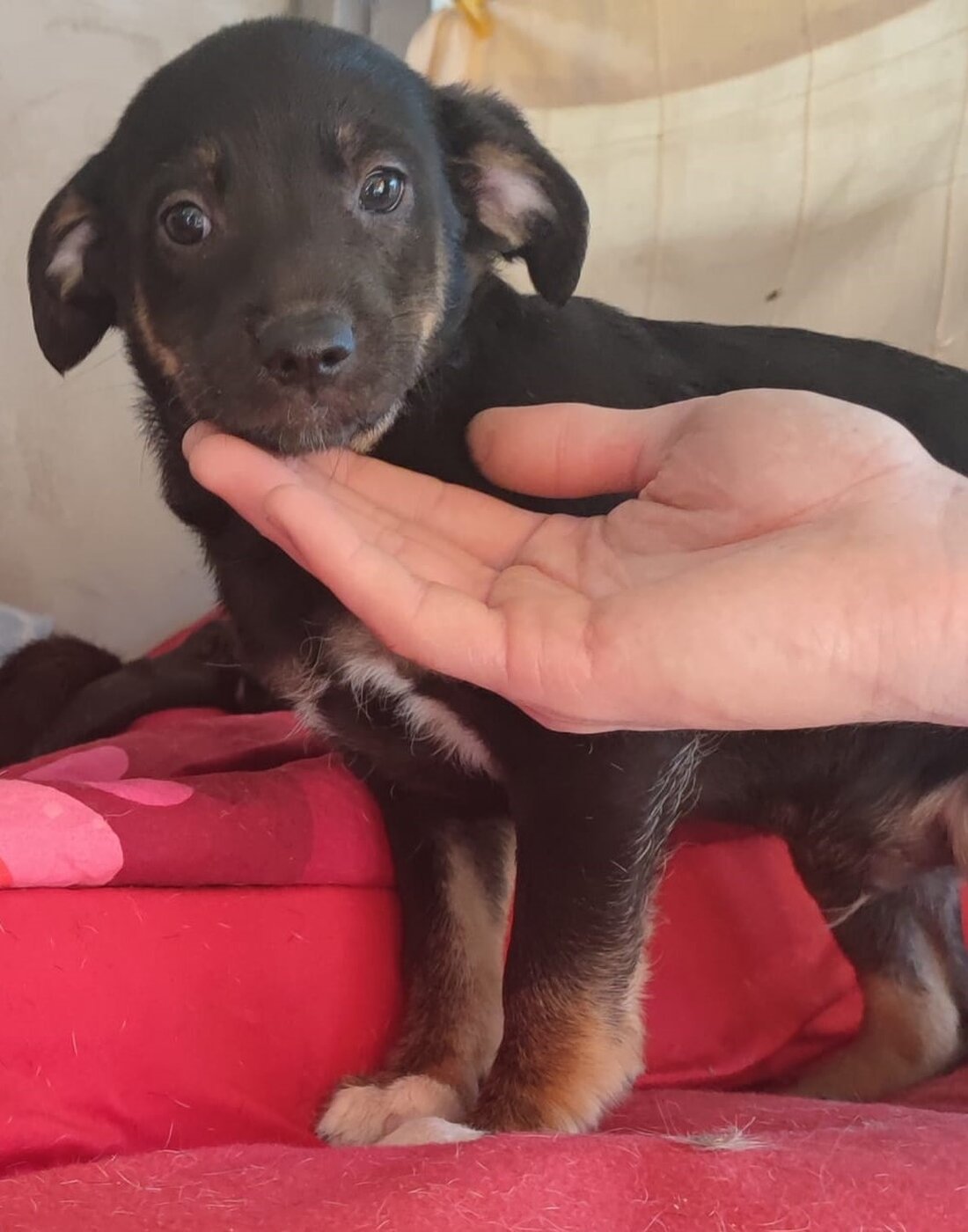 Tierheim Tierfutter unterstützt bedürftige Tierheime Horb, den 10. April 2025 Das Unternehmen Tierheim Tierfutter hat sich entschlossen, Tierheime im In- und Ausland mit kostenlosem Tierfutter zu unterstützen. Diese Initiative zielt darauf ab, hungernde Tiere vor den staatlichen Tötungsstationen im Ausland zu bewahren und ihnen eine Chance auf Genesung und ein neues Zuhause zu bieten. Unterstützung von Tierheimen im Ausland Das Unternehmen Tierheim Tierfutter erklärte, dass die Anfrage eines Unternehmers, der Tierfutter für ein rumänisches Tierheim erwerben wollte, auf die Notlage der Straßenhunde im Ausland aufmerksam gemacht habe. Die privaten Tierheime im Ausland sind finanziell eigenständig und kämpfen mit den steigenden &hellip;