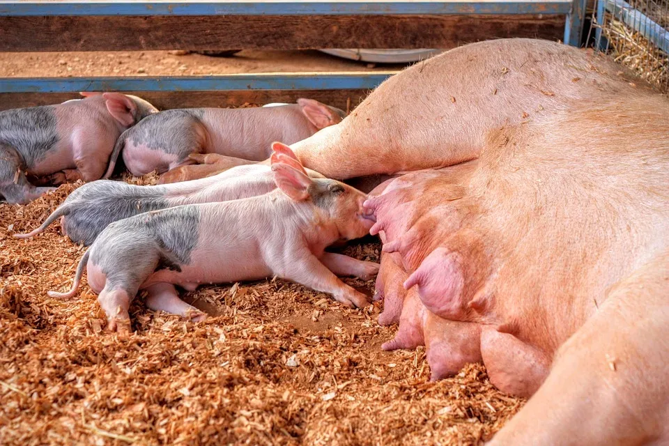 Landwirtschaftsminister Totschnig lehnt Stroheinstreu für Schweine ab - VGT-Aktion im Mödlinger Stadtzentrum